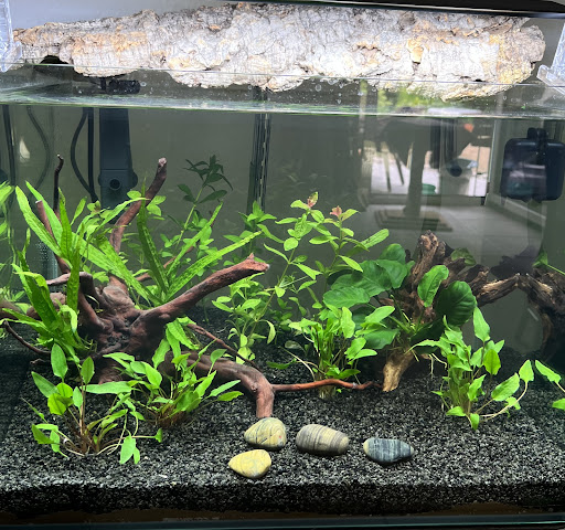 Aquarienpflanzen: Grne Oasen fr dein Swasseraquarium