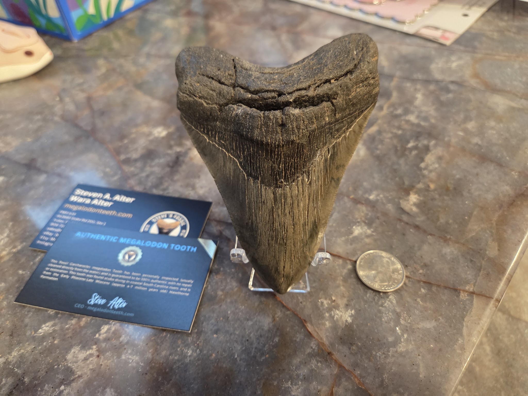 Authentic Megalodon Teeth for Sale | MegalodonTeeth.com