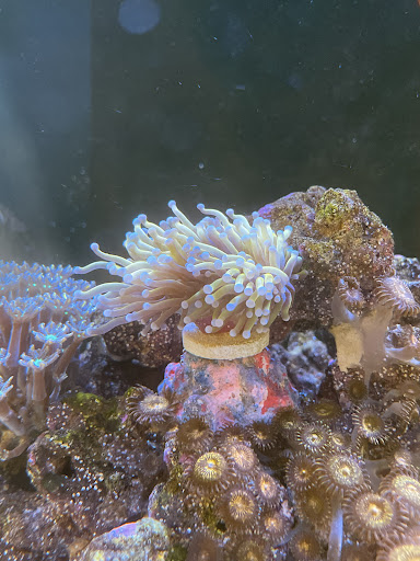 Sunset Wrasse LARG | Reef Racket – ReefRacketLLC